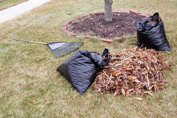 Lawn Cleanup